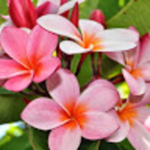 Meet your Posher, Malia